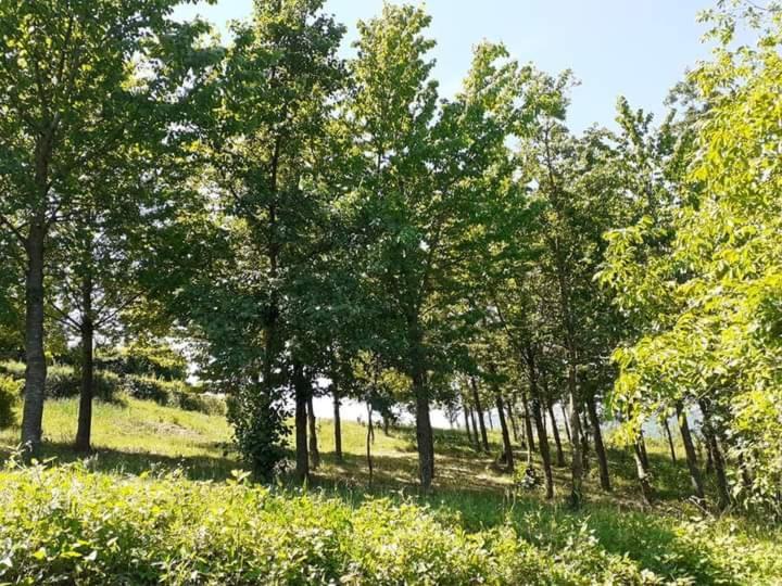 Appartement Ai Boschi à Ozzano dell'Emilia Extérieur photo